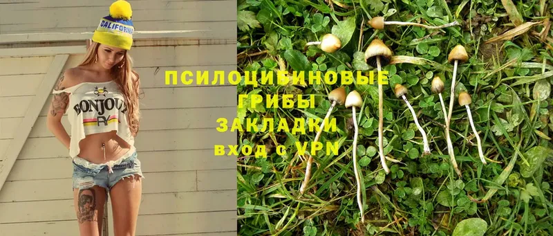 Псилоцибиновые грибы Cubensis  Болотное 